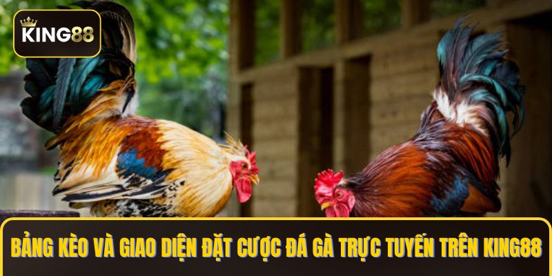 Bảng kèo và giao diện đặt cược đá gà trực tuyến trên KING88