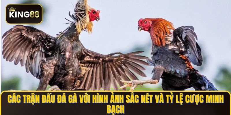 Các trận đấu đá gà với hình ảnh sắc nét và tỷ lệ cược minh bạch
