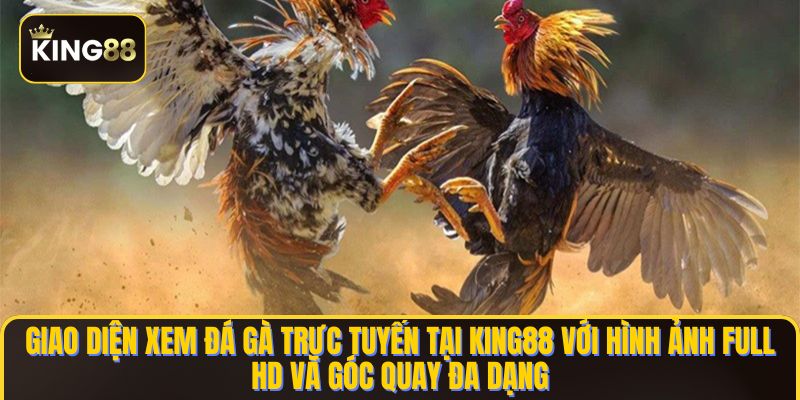 Giao diện xem đá gà trực tuyến tại KING88 với hình ảnh Full HD và góc quay đa dạng